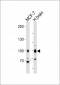 TLE1 Antibody (N-term)