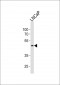 (Mouse) Sox17 Antibody (C-term)