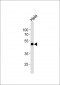 WWTR1 Antibody (C-term)