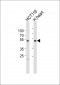 SOX7 Antibody (C-term)