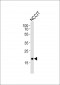 Mouse Hmga2 Antibody (N-term)