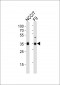 SOX2 Antibody (C-term)