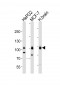 TLE1 Antibody (N-term)