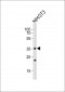 WDR5 Antibody (C-term)