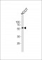 KLF4 Antibody (C-term)