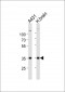 UTF1 Antibody (Center)