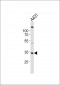 UTF1 Antibody (Center)