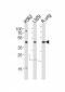 TGFB1 Antibody