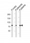 ITGB8 Antibody (Center)