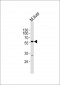 MOUSE Dpys Antibody (C-term)