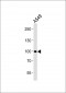 CHSY3 Antibody (Center)