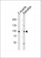 (DANRE) usp13 Antibody (Center)