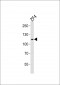 (DANRE) sh3bp4a Antibody (N-term)