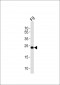 (Mouse) Eras Antibody (N-term)