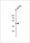 SOX7 Antibody (Center)