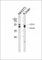 GSK3A Antibody (Center)