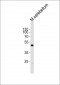 Mouse Pax6 Antibody (C-term)