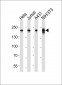 EHMT2 Antibody (Center)