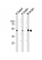 NDEL1 Antibody (Center)