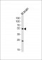 CHRM1 Antibody (C-term)