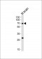 NACC1 Antibody (C-term)