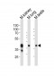 (Mouse) Epcam Antibody (C-term)