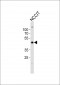 POU5F1 Antibody (C-term)