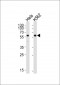 Mouse Cdk8 Antibody (C-term)