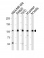 EZH2 Antibody