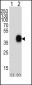 CD38 Antibody (C-term)