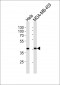 Calponin-1 Antibody (N-term)