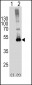 SPHK1 Antibody (N-term)