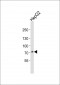 PCSK9 Antibody (C-term)