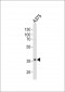 GAPDH Antibody (N-term)