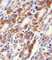 PACSIN2 Antibody (C-term)