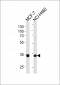 TAZ Antibody (N-term)