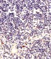 NPM1 Antibody