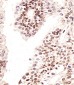 H2AFX Antibody (N-term)