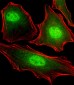 FUBP3 Antibody (N-term)