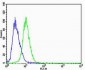 CBX8 Antibody (C-term)