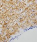 Tyrosine Hydroxylase Antibody