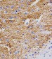 Tyrosine Hydroxylase Antibody