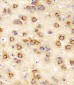 NSF Antibody