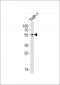 CF150 Antibody  (Center)