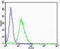 Mouse Csnk1g3 Antibody (C-term)