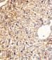 Mouse Csnk1g3 Antibody (C-term)