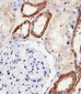 SNX3 Antibody (Center)