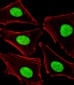 POLDIP3 Antibody (N-term)