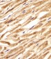 CNBP Antibody (Center)