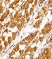 MORC3 Antibody (Center)